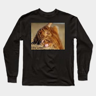 Highland cattle Long Sleeve T-Shirt